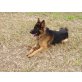 Paco, Deutscher Schäferhund - Rüde