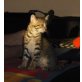 Paco, Europäische Kurzhaarkatze - Kater