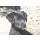 Paco, Labrador Welpen - Rüde