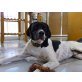 Paco, Paco ein Hund zum knutschen. - Rüde