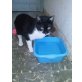 Paco, Paco, lieb,süß, verspielt - Kater