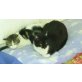 Paco, Valentina, Paco und Valentina, eine Liebe auf Umwege - Katze