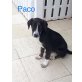 Paco, lieber Mischlingsbub Welpen - Rüde