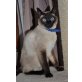 Paddisha, Thai - Katze