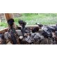 Paduaner Haubenhuhn - männlich