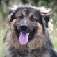 Pago, Leonberger-Sarplaninac - Rüde