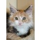 Paige, Maine Coon - Katze