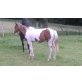 Paint Horse - Hengst