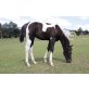 Paint Horse - Hengst