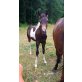Paint Horse - Stute