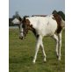 Paint Horse - Stute