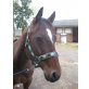 Paint Horse - Stute