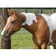 Paint Horse - Stute