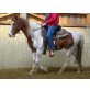 Paint Horse - Wallach