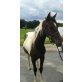 Paint x Pinto Hengst - Hengst