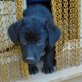 Pajares, Labrador-Mischling Welpen - Rüde