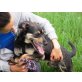 Pajti, Traumjunge sucht Familie - Rüde