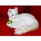 Paladija, American Curl Longhair - Kater