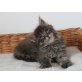 Paladin, Maine Coon - Kater