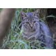 Palau, EKH - Kater