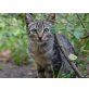 Palau, EKH - Katze