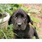 Pali, Labrador-Sharpei-Mischling Welpen - Rüde
