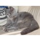 Palladium ILa Bamba, Britisch Kurzhaarkatze - Katze