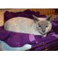 Pallina, Birmamix - Katze