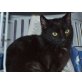 Pallino, Europäische Kurzhaarkatze - Kater