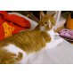 Palmino, rot/weißer - Kater