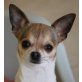 Palomina, Chihuahua kurzhaariger Schlag - Hündin