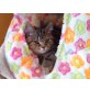 Pamela, Britisch Kurzhaarkatze - Katze