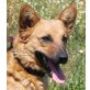 Pamina, Corgi-Dackel-Mischling - Hündin