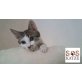 Pamina und Flo - SOS Katze - Katze