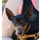 Pamy, Zwergpinscher - Hündin