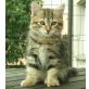 Pan und Picasso, Sibirische Katze - Kater