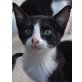 Panchita, kleine Zuckermaus braucht Wohlfühlzuhause - Katze