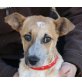 Panchita, kleine süße Setter Mix Welpen - Hündin