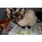 Pancho, Burma - Kater