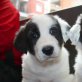 Pancho, Mix Welpen - Rüde