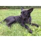 Pancho, Terriermix - Rüde