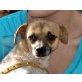 Pancho, kleiner aufgeweckter Mix - Rüde