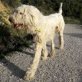 Pancho toller Anfängerhund, Bobtail-Mischling - Rüde
