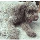 Panco, Lagotto Romagnolo - Rüde