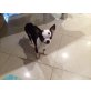Panda, Chihuahua kurzhaariger Schlag - Rüde