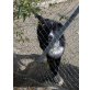 Panda, Neufundländer-Afghanenmix - Rüde