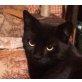 Panda, Pflegestelle in Plankstadt - Kater