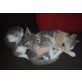 Pandora & Pamina, Siam-Mix - Katze