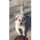Pandora, Schöne Pandora sucht liebe Familie - Hündin