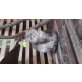 Pandora sucht ein neues zu Hause , Sibirische Katze - Katze